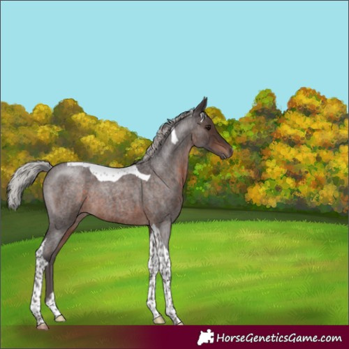 Horse Color:Silver Brown Roan Tobiano 
