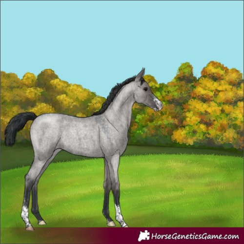 Horse Color:Grullo Roan Sabino 