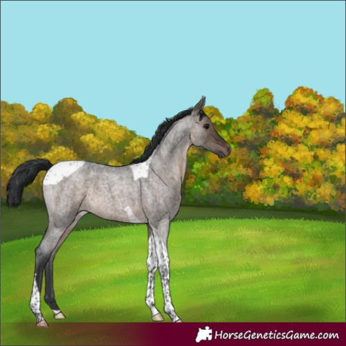 Horse Color:Brown Roan Dun Tobiano 