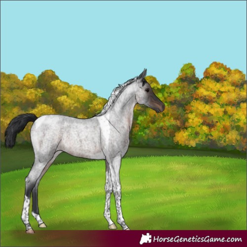 Horse Color:Brown Roan Tobiano 