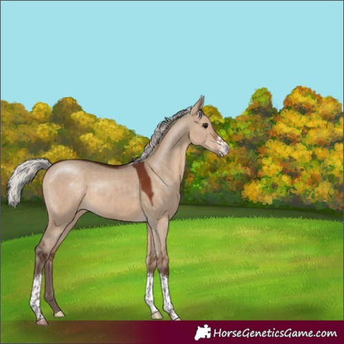 Horse Color:Silver Brown Dun Sabino Tobiano 