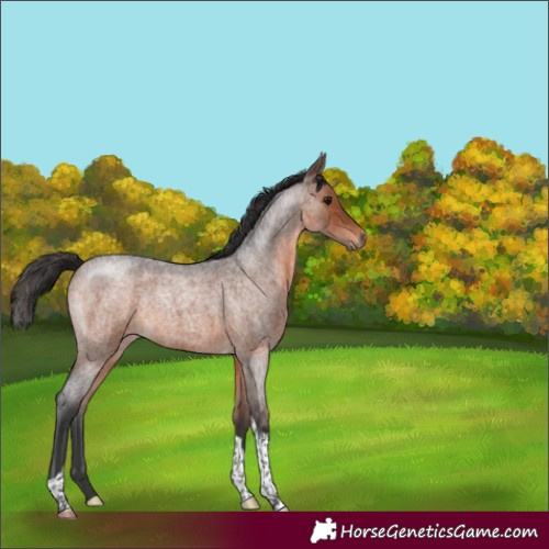 Horse Color:Brown Roan Tobiano 