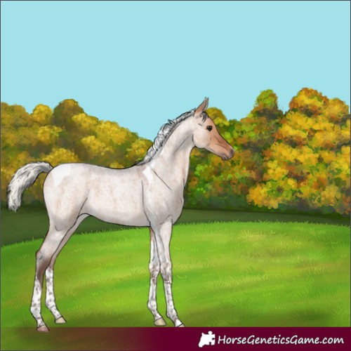 Horse Color:Silver Bay Roan Dun Tobiano 