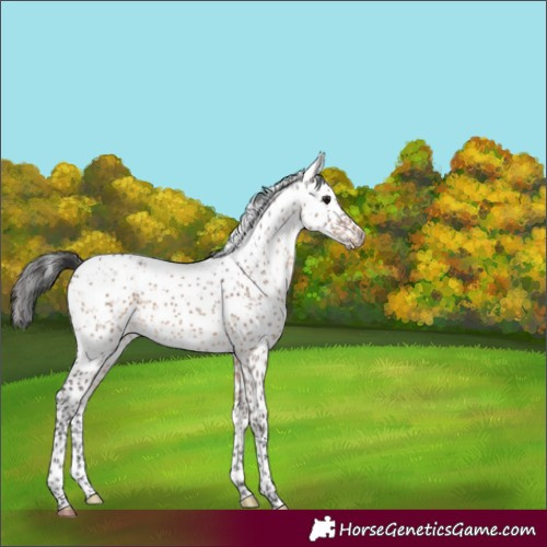 Horse Color:Brown Dun Sabino 