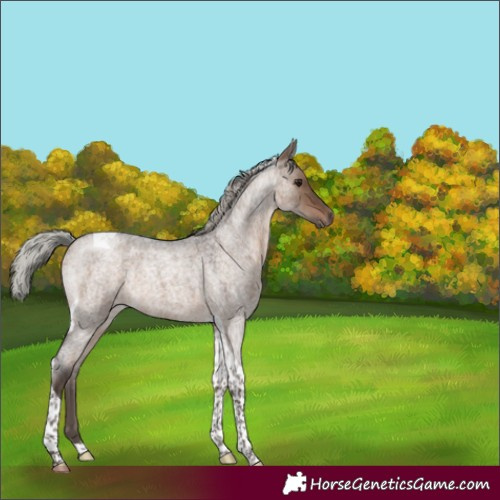 Horse Color:Silver Brown Roan Dun Tobiano 