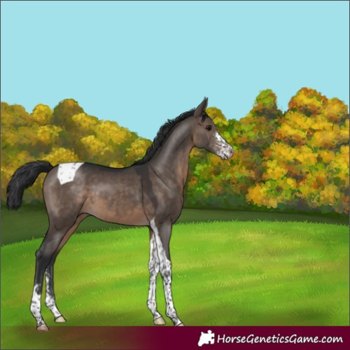 Horse Color:Brown Dun Sabino Tobiano 