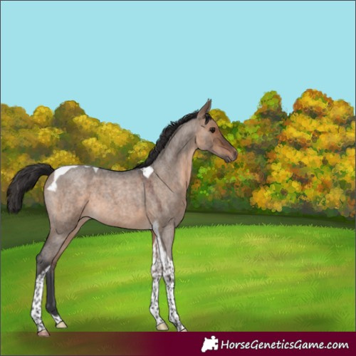 Horse Color:Brown Roan Dun Tobiano 