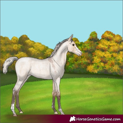 Horse Color:Silver Brown Roan Dun Sabino 