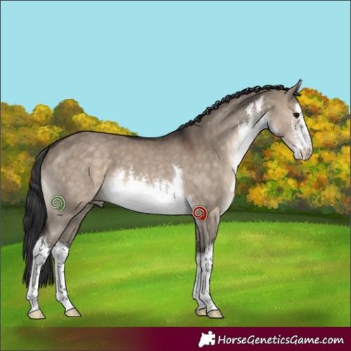 Horse Color:White Spotted Brown Dun 