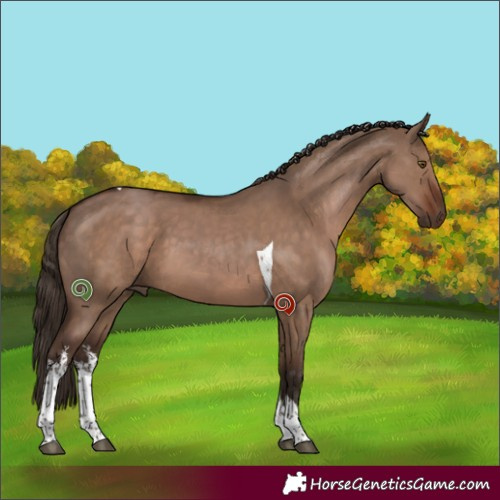 Horse Color:White Spotted Liver Red Dun Tobiano