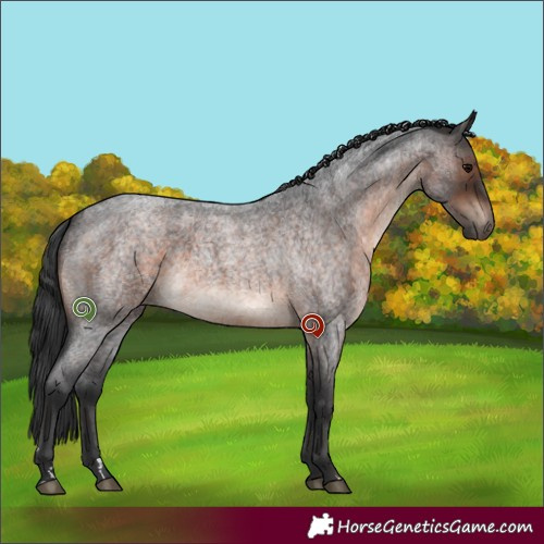 Horse Color:Brown Roan