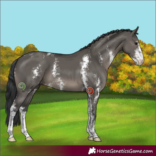 Horse Color:Grullo Sabino 