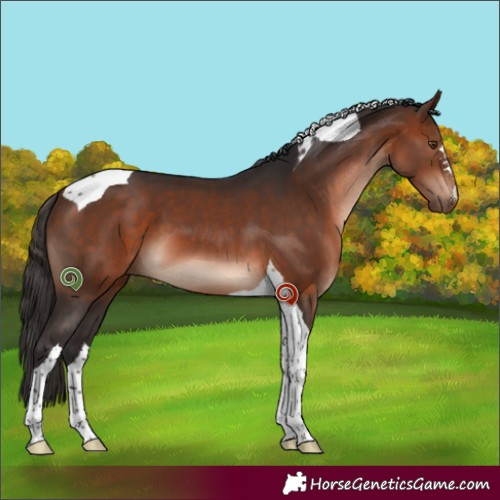 Horse Color:Bay Tobiano 