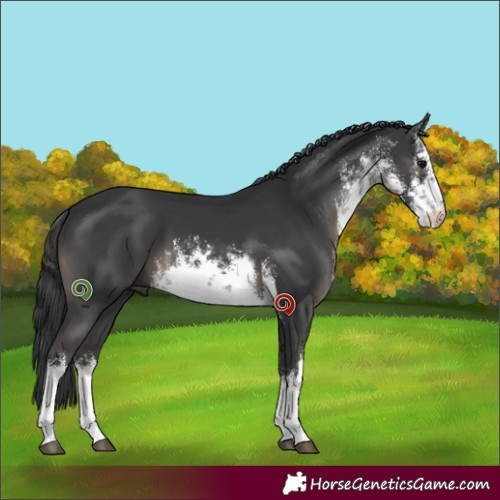 Horse Color:White Spotted Black 
