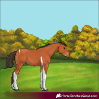 Horse Color:Bay Tobiano