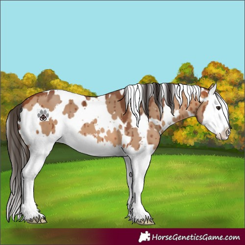 Horse Color:White Spotted Bay Dun Splash Brindle 