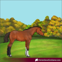Horse Color:Bay Tobiano