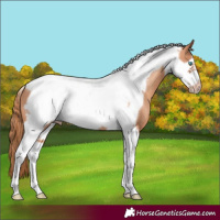 Horse Color:Gold Champagne Tobiano Frame 
