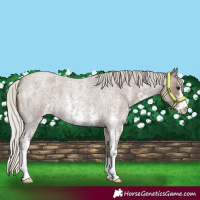 Horse Color:Silver Blue Roan Sabino 