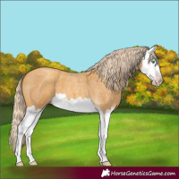 Horse Color:Gray Gold Cream Champagne Roan Splash 