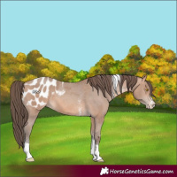 Horse Color:Amber Champagne Sabino Tobiano Appaloosa  and Amber Champagne Sabino Tobiano Appaloosa 