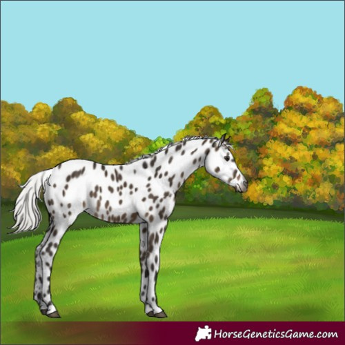 Horse Color:Gray Silver Brown Dun Leopard 