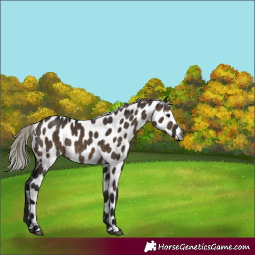 Horse Color:Gray Silver Brown Dun Leopard 