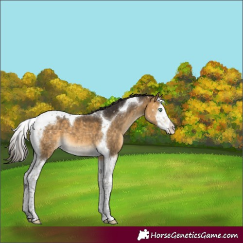 Horse Color:Buckskin Mushroom Splash Tobiano Snowflake Varnish