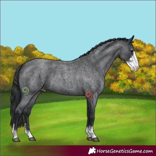 Horse Color:Blue Roan Sabino Appaloosa