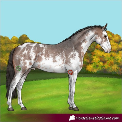 Horse Color:White Spotted Brown Sabino Appaloosa Rabicano 