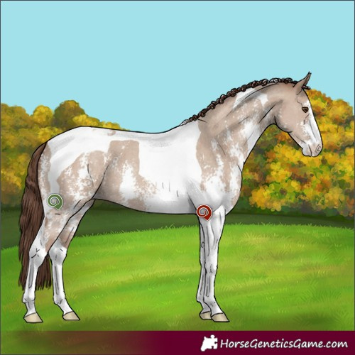 Horse Color:Classic Champagne Dun Sabino Tobiano Varnish 