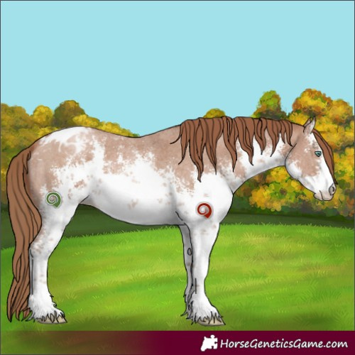 Horse Color:White Spotted Black Pearl Sabino Appaloosa 