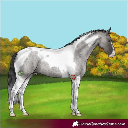 Horse Color:Grullo Roan Tobiano 