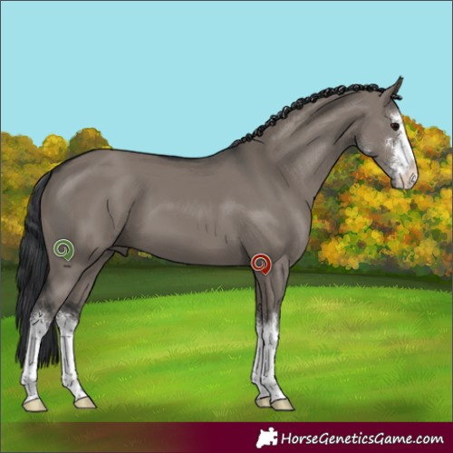 Horse Color:White Spotted Grullo