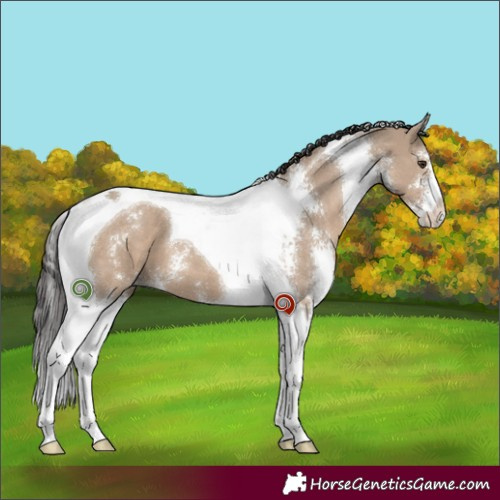 Horse Color:Liver Red Dun Sabino Tobiano 