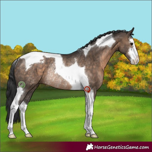 Horse Color:White Spotted Brown Dun Tobiano Rabicano