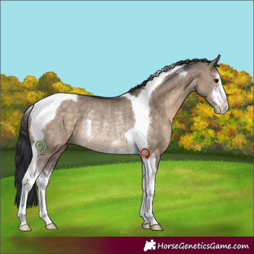 Horse Color:White Spotted Brown Dun Tobiano Rabicano