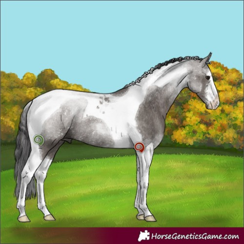 Horse Color:White Spotted Smoky Grullo Tobiano Rabicano 