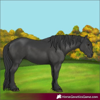 Horse Color:Black 