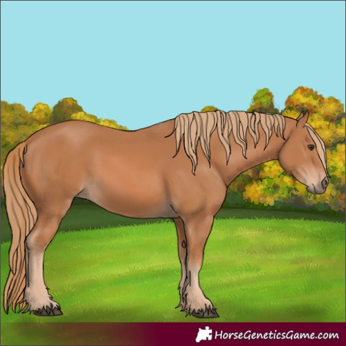 Horse Color:Chestnut 