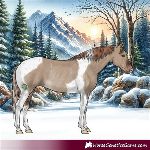 Horse Color:Liver Red Dun Tobiano Rabicano