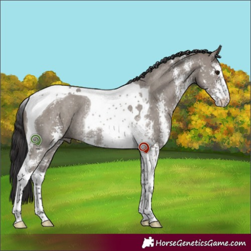 Horse Color:Smoky Grullo Sabino Tobiano Rabicano