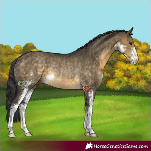 Horse Color:Buckskin Dun Sabino Rabicano