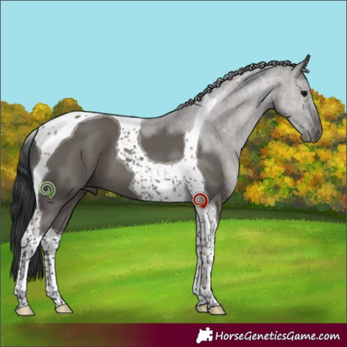 Horse Color:Grullo Tobiano 