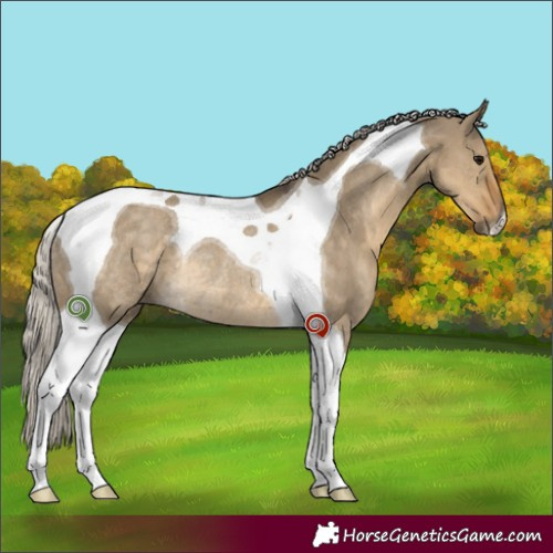 Horse Color:Silver Smoky Grullo Tobiano Rabicano 