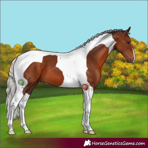 Horse Color:Silver Brown Tobiano 