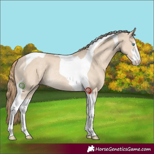 Horse Color:White Spotted Smoky Creme Dun Tobiano Rabicano 