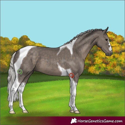 Horse Color:Silver Black Tobiano