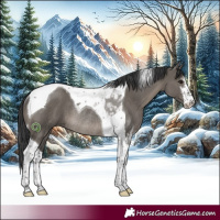 Horse Color:White Spotted Grullo Tobiano Rabicano