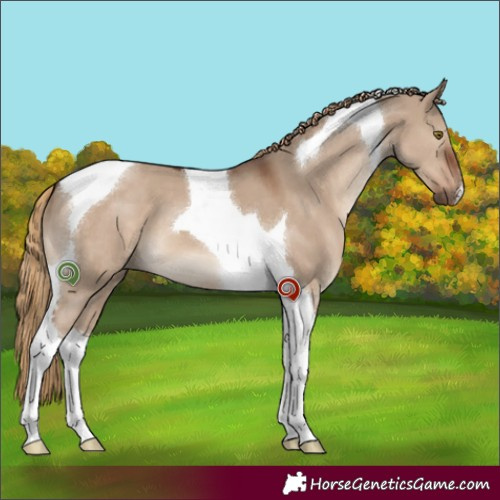 Horse Color:Liver Red Dun Tobiano